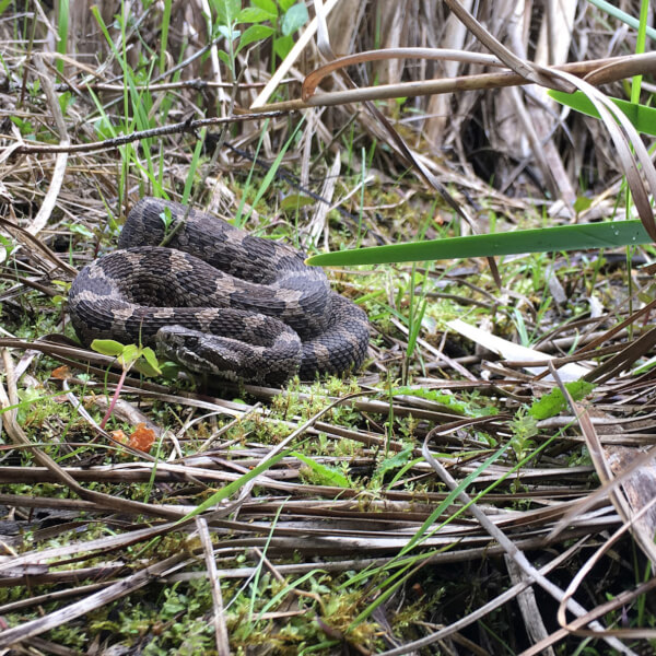 Eastern massasauga rattlesnake