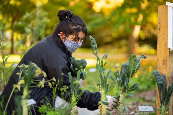 A student works in a garden on campus.