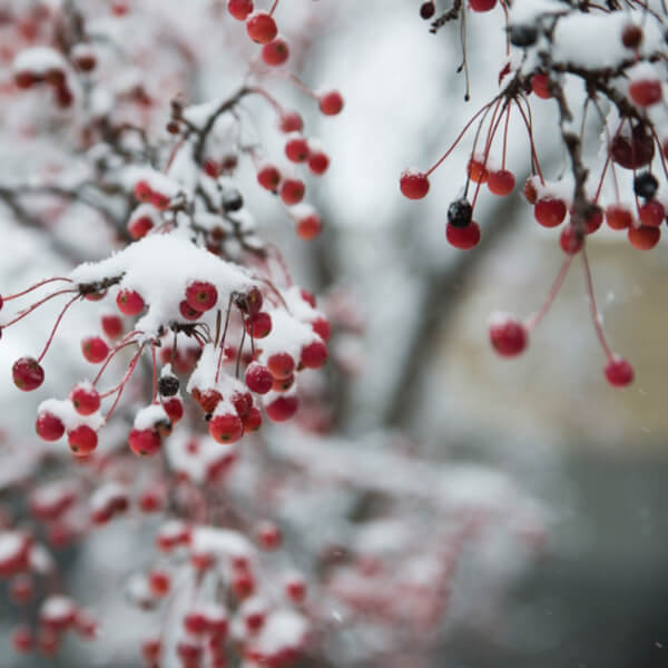 Photo of wintery scene