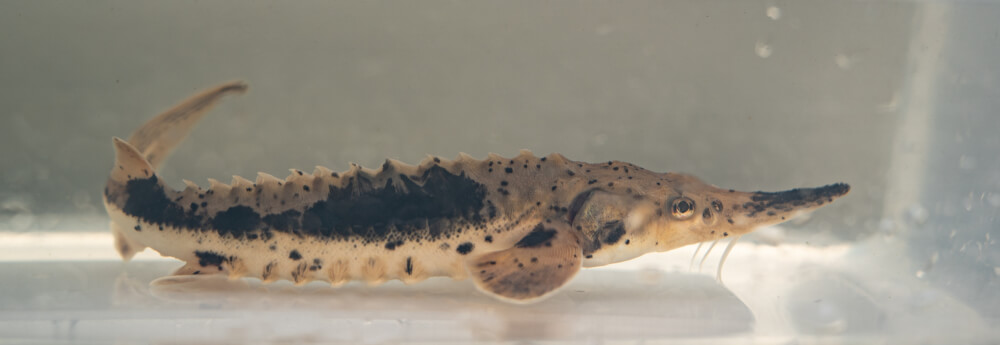 A lake sturgeon juvenile swims in a tank at the Annis Water Resources Institute in Muskegon.