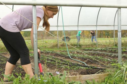 Students working at the Sustainable Agriculture Project, one of many sustainability projects and learning spaces on campus.