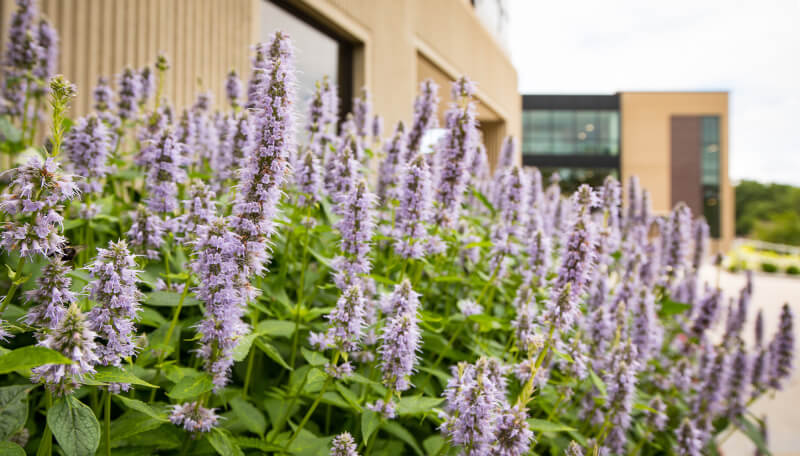 Flowers in front of building