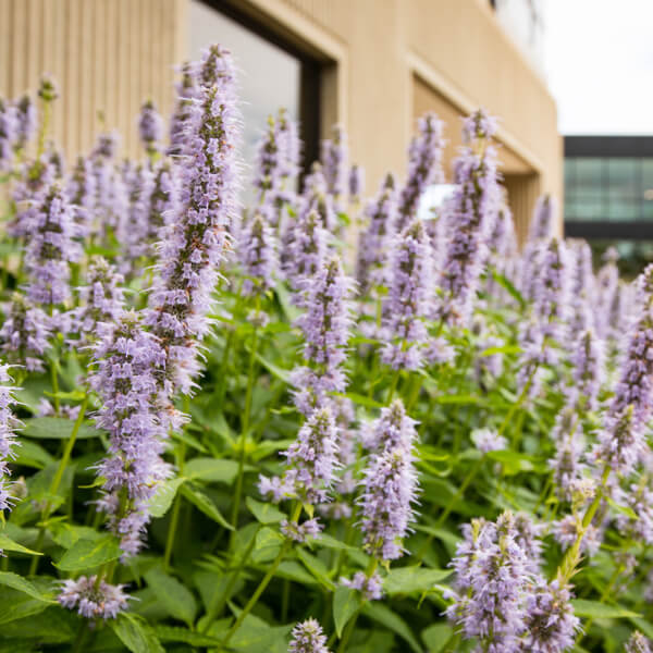 Flowers in front of building
