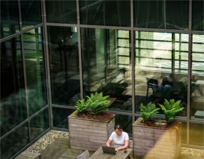 A person working on a laptop at a table surrounded by ferns.