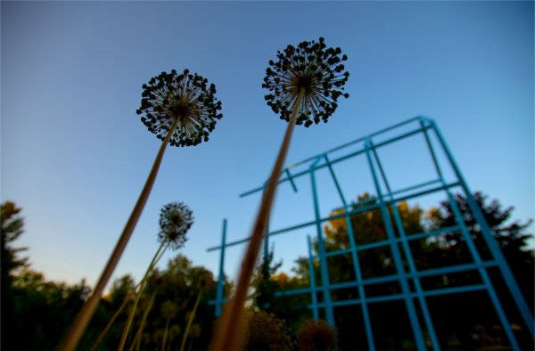 Close-up view of flowers silhouetted against a clear blue sky, with the Transformational Link and tree foliage in the background.