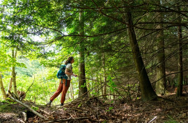 A research professor with a backpack stands among tall trees in a dense, sunlit forest.
