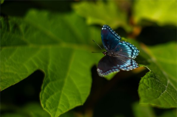 A close-up of a vibrant blue butterfly resting on green leaves.