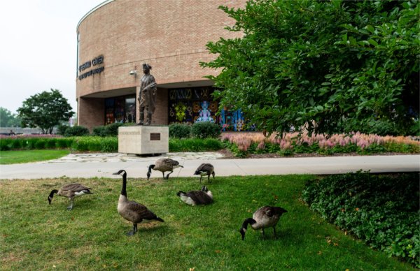 A flock of Canada geese grazes on the lawn of Eberhard Center.