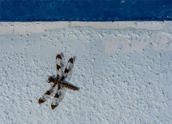  Close-up of a dragonfly with translucent wings marked with dark spots resting on a textured, light-blue surface.
