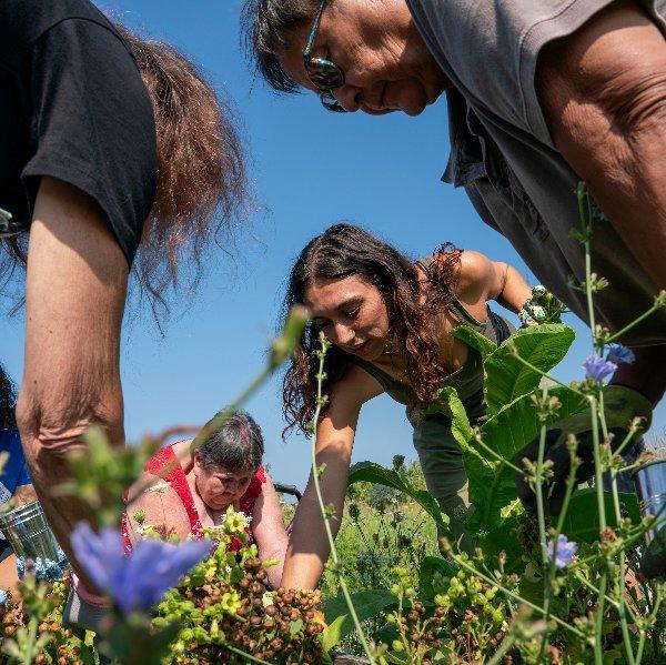 Two young women and three older women work together to harvest a bed of tobacco plants.