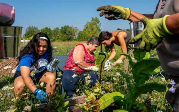 Two older and two younger women collect dried seeds from a plot of plants in small metal buckets. 