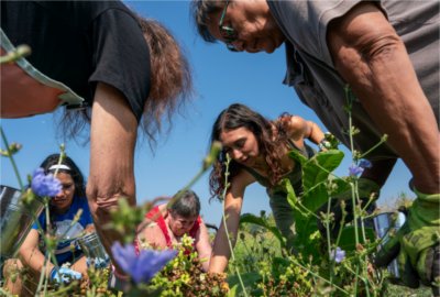 Two young women and three older women work together to harvest a bed of tobacco plants. 