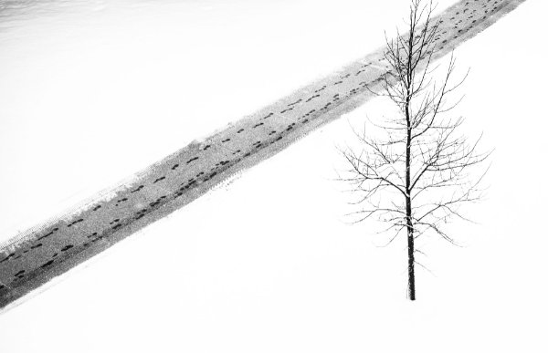 A bare tree with no leaves and a sidewalk covered in footprints shows a wintery scene.