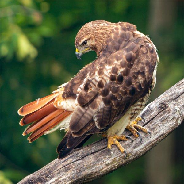 A red-tailed hawk watches over the Ravines near the Little Mac Bridge at the Valley Campus on July 16.