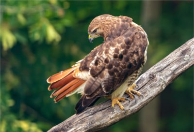 A red-tailed hawk watches over the Ravines near the Little Mac Bridge at the Valley Campus.