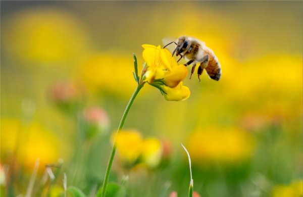 A bee looks for pollen in an area of yellow flowers.