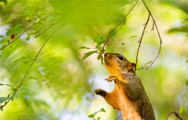 A squirrel eats berries from a tree.