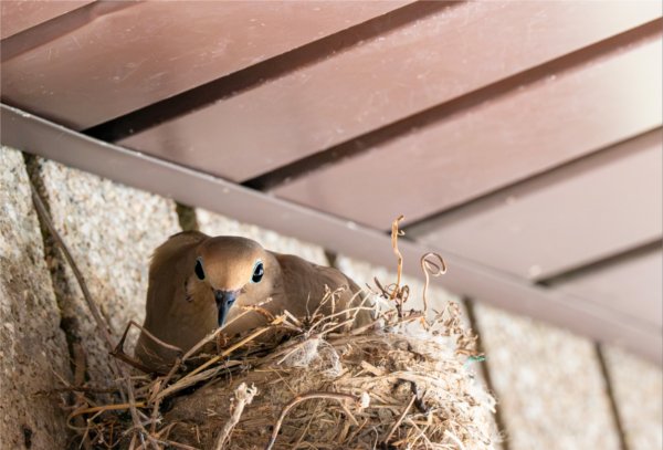 A mourning dove sits in a nest built at the Lubbers Stadium press box.