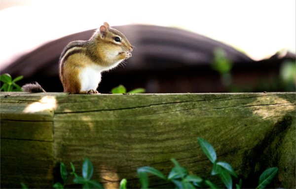 A chipmunk nibbles on food while sitting on a wooden board.