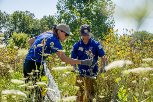  Two people wearing blue shirts stand in a field of flowers and remove invasive plants. 