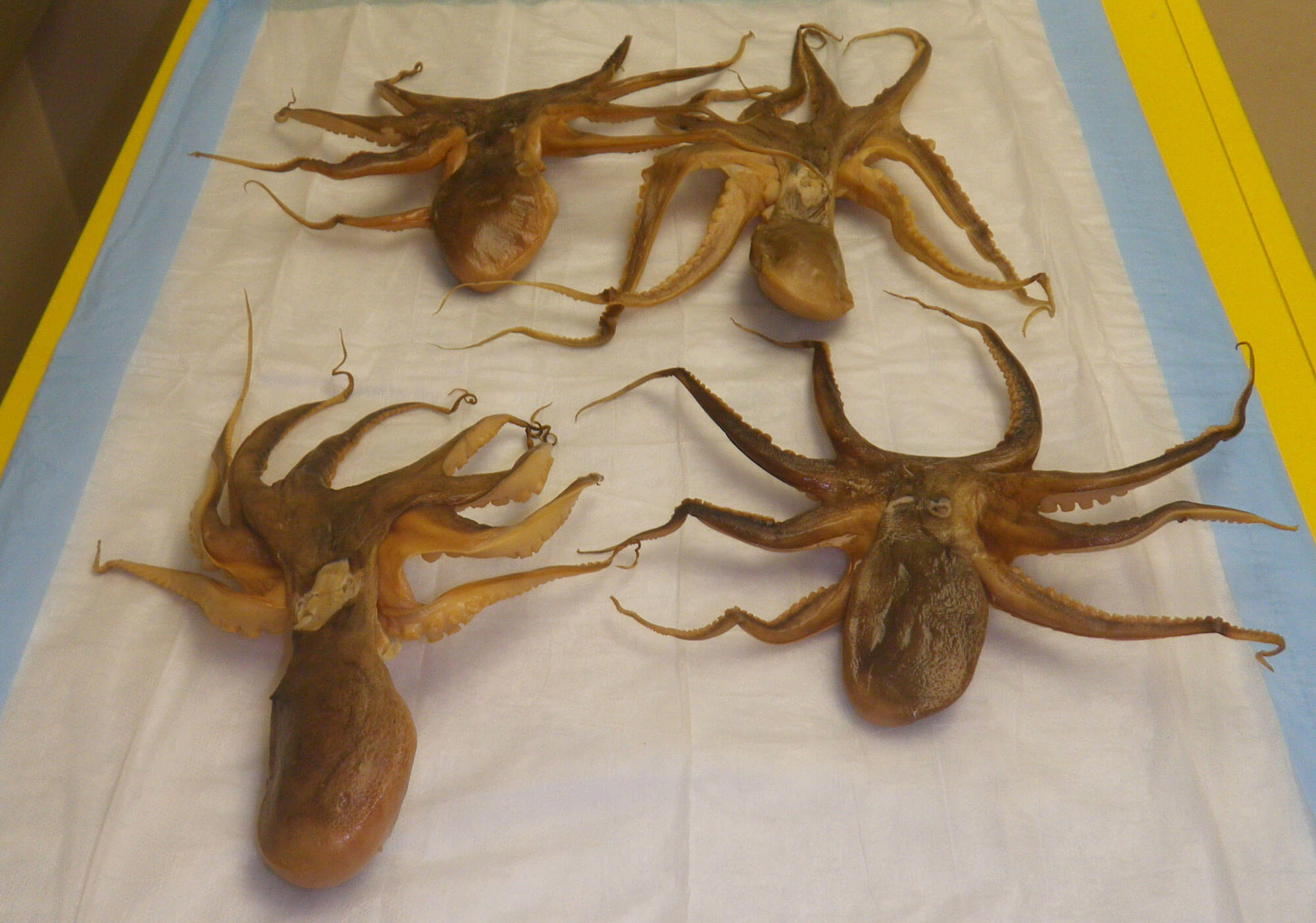 A photo of plastinated octopuses.