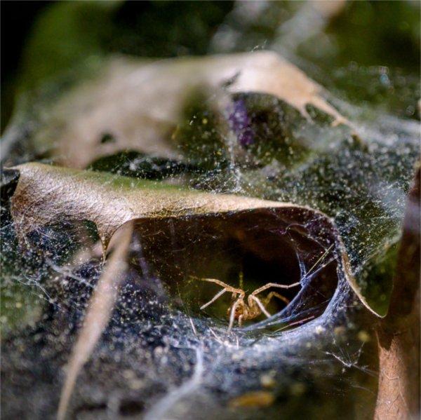 In the ravines of the Valley Campus, American grass spiders can be found hiding in funnels woven of web, often following the natural curves of dead leaves.