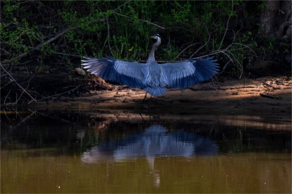 A great blue heron lands on the shore of the Grand River not far from Grand Valley on June 3.

