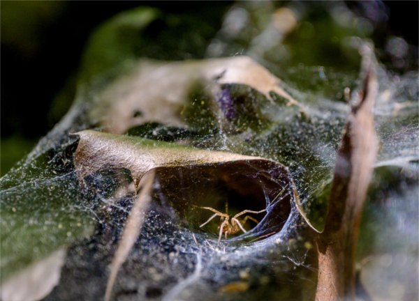 In the ravines of the Valley Campus, American grass spiders can be found hiding in funnels woven of web, often following the natural curves of dead leaves.
