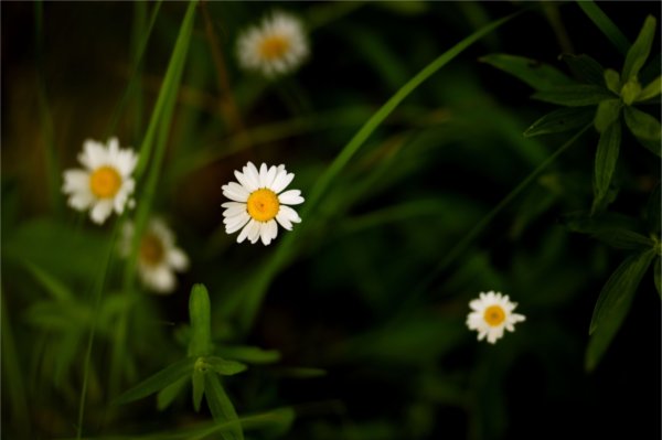 The summer flora and fauna of the Grand Valley ravines was on display June 15. 
