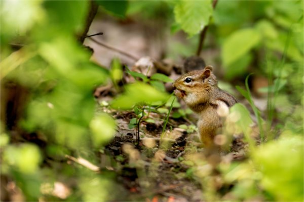 A chipmunk nibbles on a berry in the Arboretum of the Valley Campus June 8.