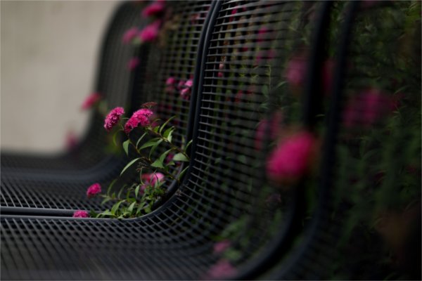 Spirea grows through the slots in a metal bench outside of James H. Zumberge Hall on the Valley Campus.
