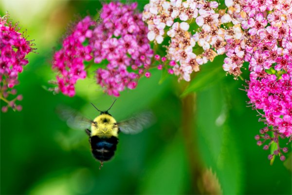 A bumblebee flies near flowers of a Spiraea japonica plant near the North Living Centers on the Valley Campus on June 28.
