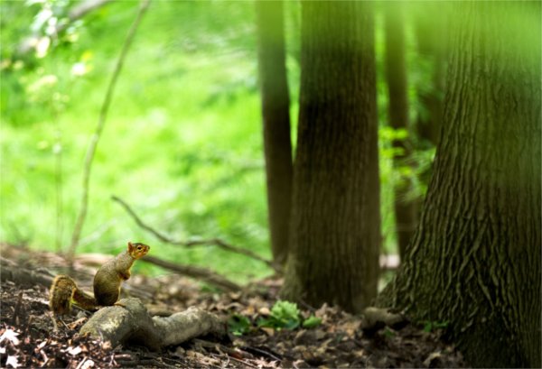 The summer flora and fauna of the Grand Valley ravines was on display June 15.