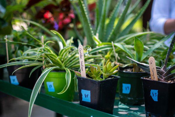 House plants sit on a cart at the farm stand