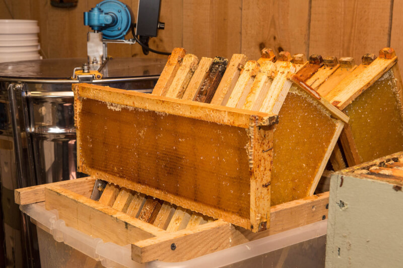  The extraction process including uncapping beeswax from the honeycomb in each frame.