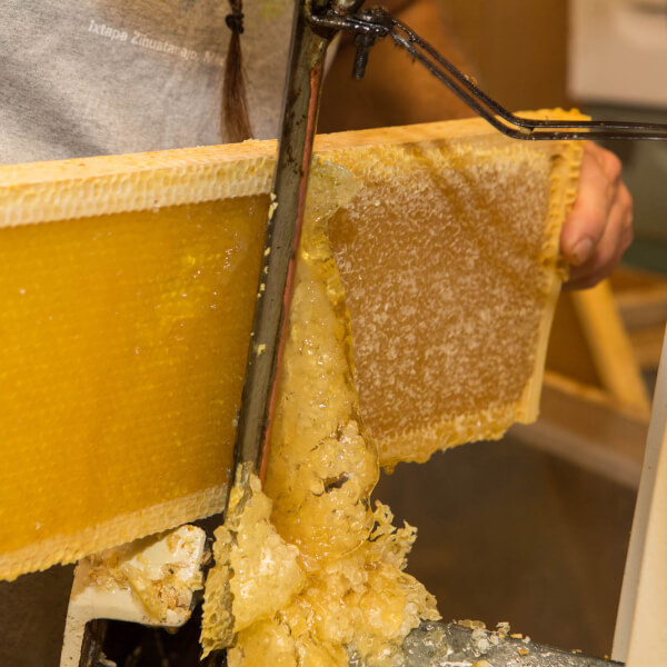 A photo of honeycomb.