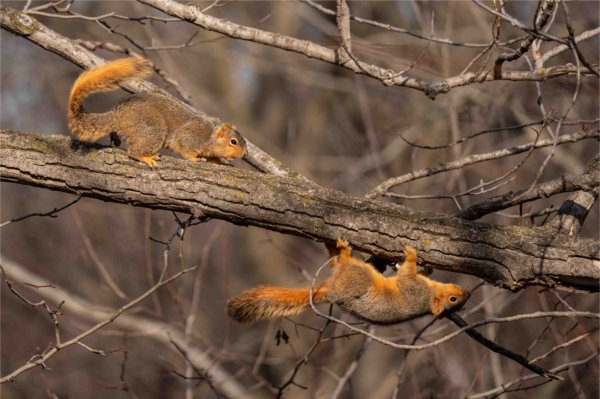 Two squirrels chase each other along the branch of a tree. 