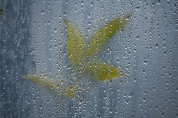A leaf is seen through a greenhouse that is covered in rain droplets.  