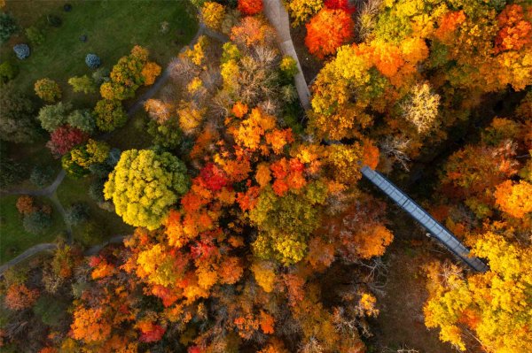 A drone photo of a colorful autumn leaves with a blue bridge cutting through the center.  