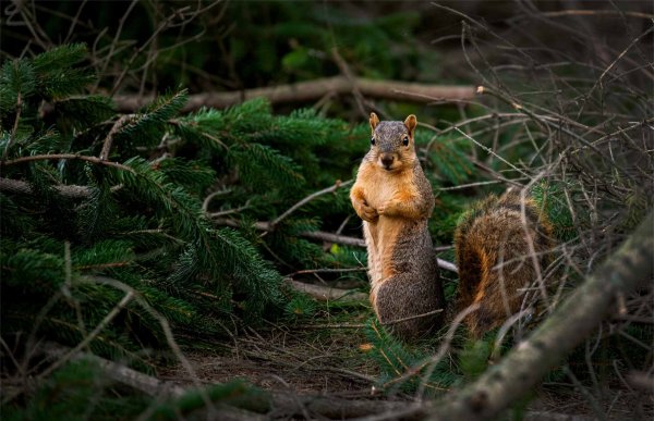 A squirrel stands on his haunches among cut evergreen branches.   