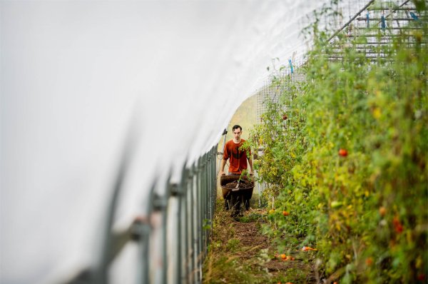  A student pushes a wheelbarrow next to tomato plants inside a greenhouse. 