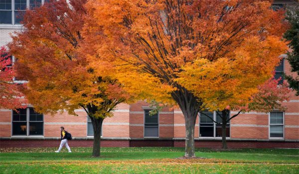  A student walks past colorful orange trees on a college campus. 