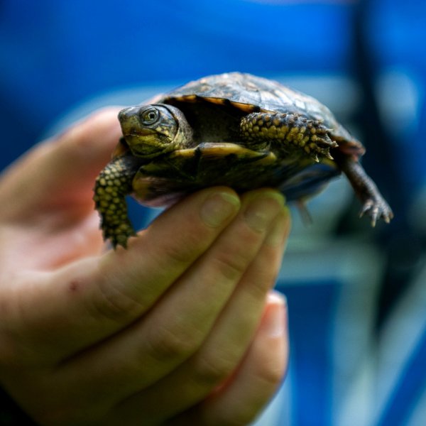 A person holds a baby turtle.