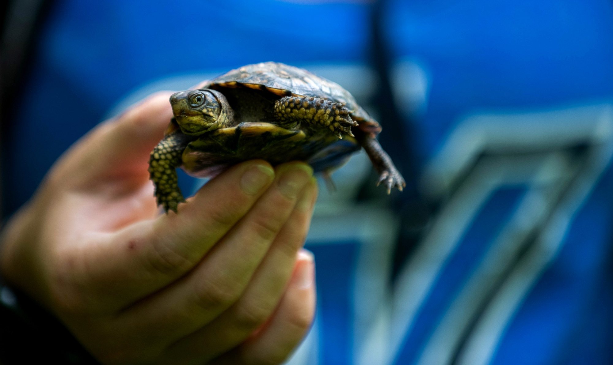 Young turtles that are focus of collaborative conservation effort faring well so far; second
