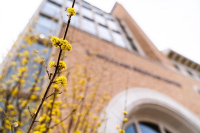 Yellow spring flowers booming outside of the Seidman building in downtown Grand Rapids.