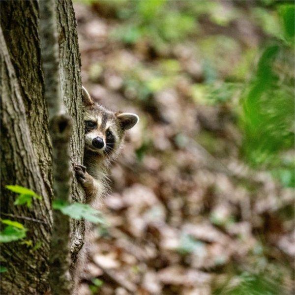 A raccoon peeks its head out from behind a tree in the Grand Ravines on GVSU's Valley Campus.