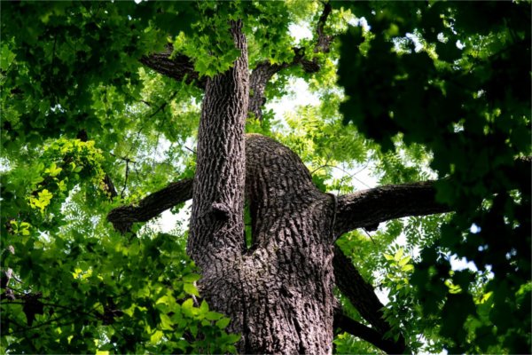 Looking up at a large tree in the Grand Ravines on GVSU's Valley Campus.