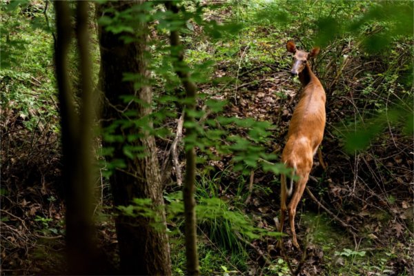 A deer looks up at the camera while walking through the Grand Ravines.