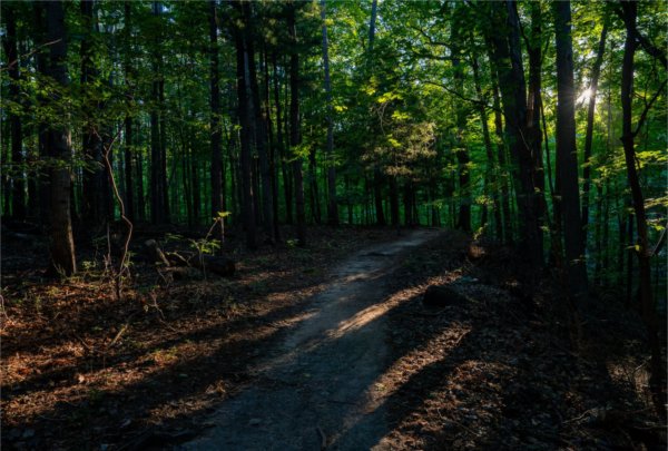 The sun shines through trees and onto a path in the Grand Ravines.