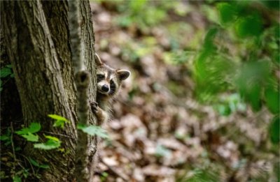 A raccoon peeks its head out from behind a tree in the Grand Ravines on GVSU's Valley Campus. 